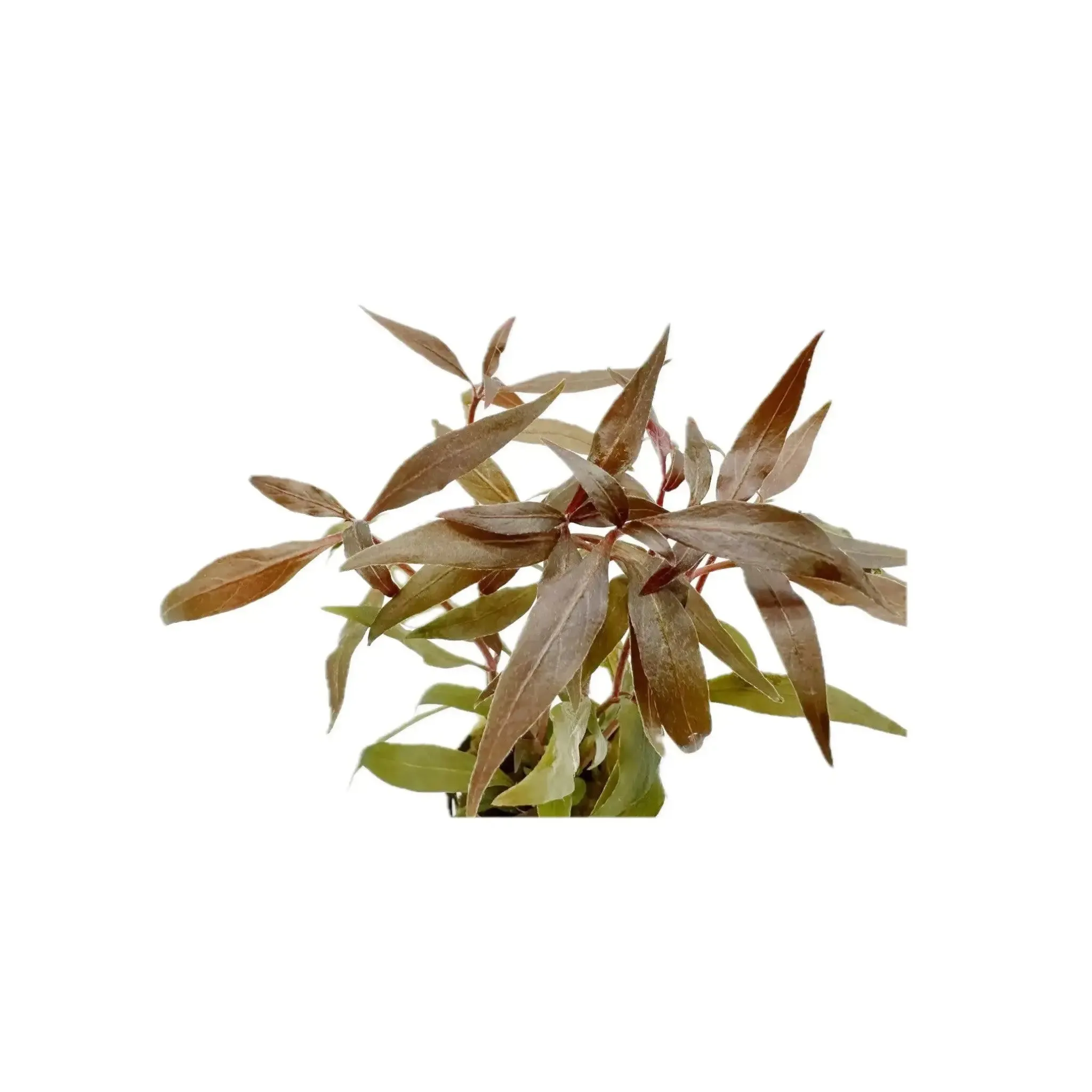 Alternanthera reineckii