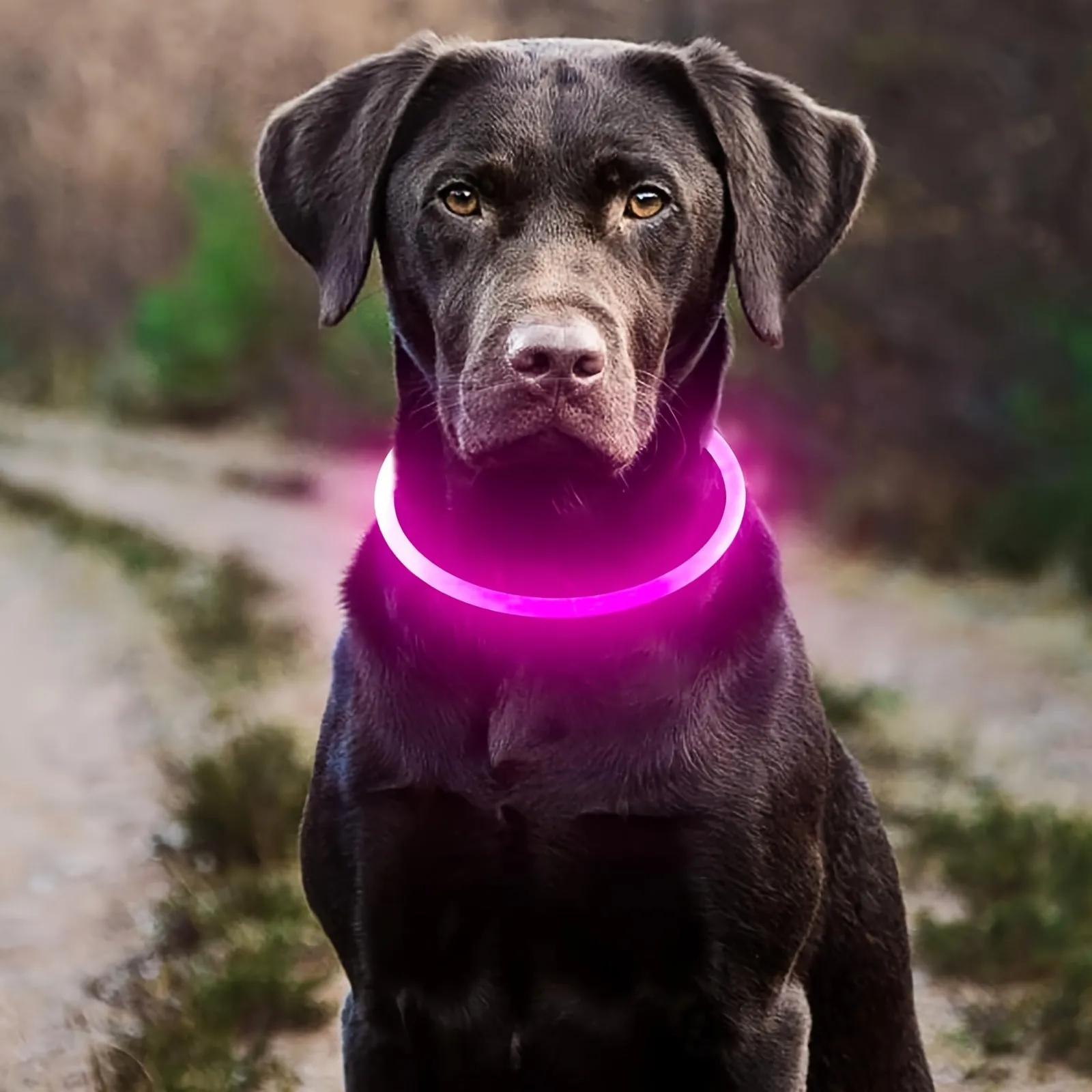 Glowing Dog Collar Rechargeable LED Necklace for AntiLost