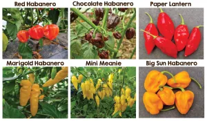 Habanero Six Seedling Set - PRE ORDER FOR 2025