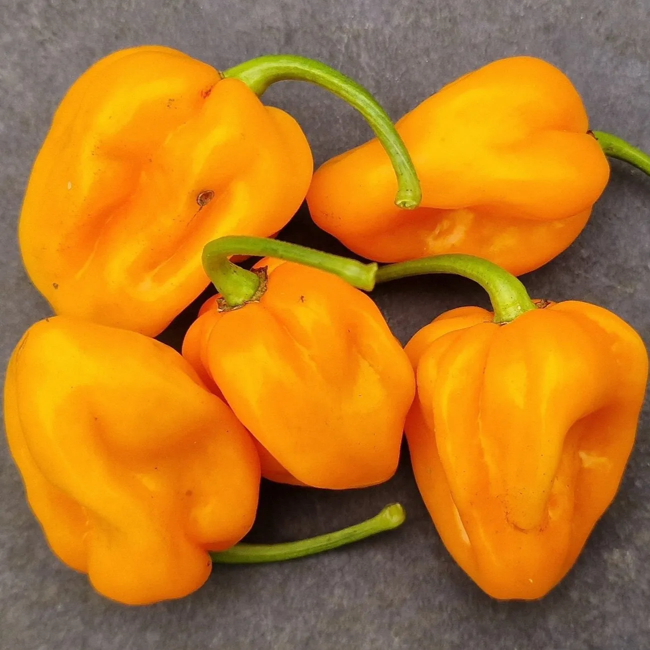 Habanero Six Seedling Set - PRE ORDER FOR 2025