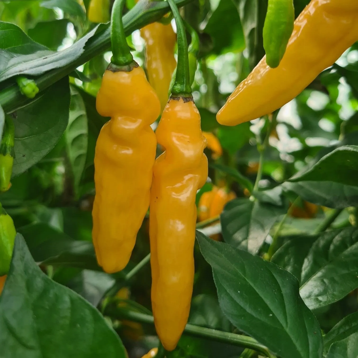 Habanero Six Seedling Set - PRE ORDER FOR 2025