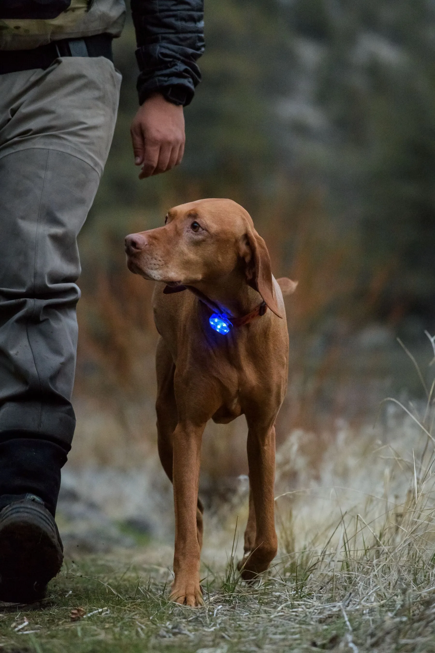 Ruffwear The Beacon Light