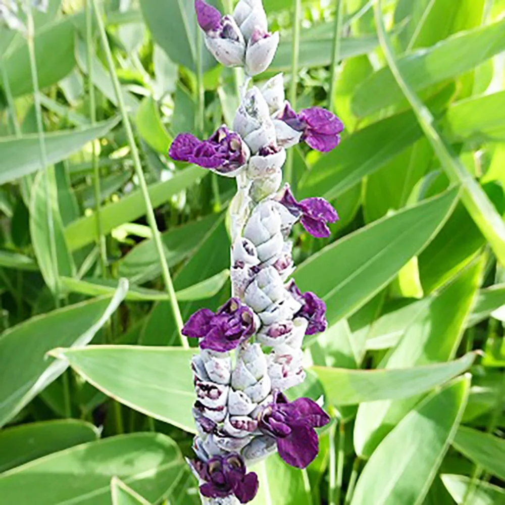 Thalia Dealbata Aquatic Pond Plant - Powdery Alligator Flag