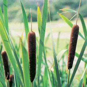 Typha Angustifolia Aquatic Pond Plant - Lesser Bulrush